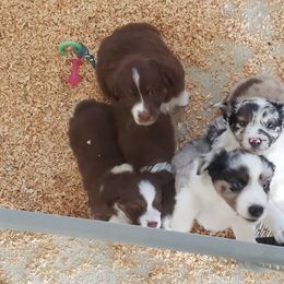 Miniature Australian Shepherd Puppies from Brown Family Aussies