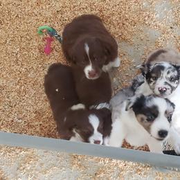 Miniature Australian Shepherd Puppies from Brown Family Aussies