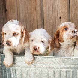 English Cocker Spaniel puppies from HighBrassGunDogs
