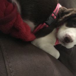 English Springer Spaniel Puppies from River’s Edge ~ English Springer Spaniels