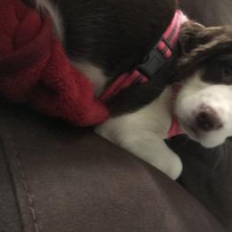 English Springer Spaniel Puppies from River’s Edge ~ English Springer Spaniels