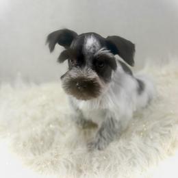 Pearl - Liver female Miniature Schnauzer puppy in Overton, Texas from Beards & Bows Schnauzer Farm