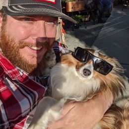 Shetland Sheepdog All Grown Up from Fox Point Farm Toy Shelties