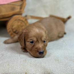 Dark cream -solid - Cream male Dachshund puppy in Nashville, Arkansas from Whisenhunt Farms