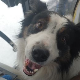 York - Border Collie