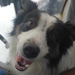 York - Border Collie