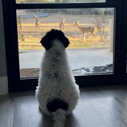 Lily - Black and white female Aussiedoodle puppy in Waelder, Texas from Aussiedoodles of Austin