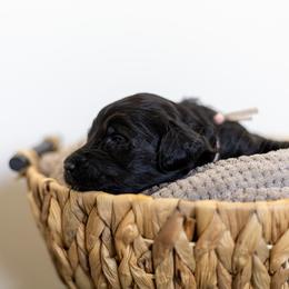 Light Pink Collar - Black female Goldendoodle puppy in Sappington, Missouri from Doodle Me This Goldendoodles