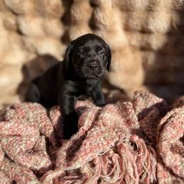Wren - Black female Labrador Retriever puppy in Sweet Home, Oregon from Knotty Creek Labradors