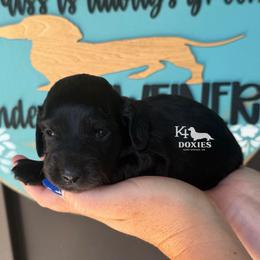 Freedom - Black male Dachshund puppy in Tulsa, Oklahoma from K4 Doxies