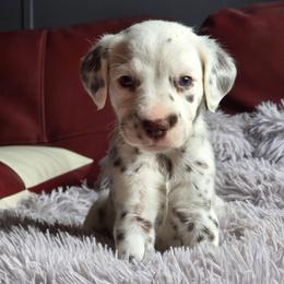Breeze - White and liver brown female Dalmatian puppy in Salem, Missouri from Paradise Spots Dalmatians