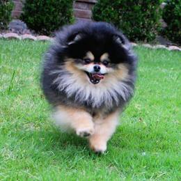 Shadow - Pomeranian