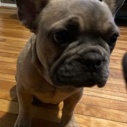 French Bulldogs from Frenchies R Us