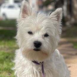 West Highland White Terriers from Briana Faulk