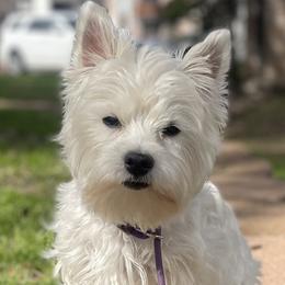 West Highland White Terriers from Briana Faulk