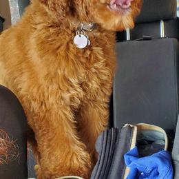 Goldendoodles and Poodles from Leash On Love