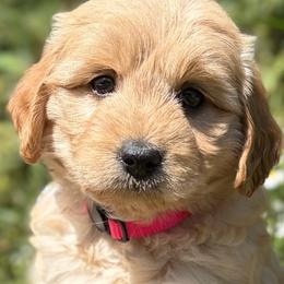 Brees - Red  female Goldendoodle puppy in Zeeland, Michigan from Dandelion Lane Doodles