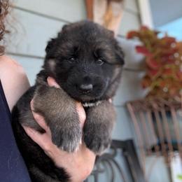 Daisy Mae - Black and silver female Shiloh Shepherd puppy in Bartlett, Tennessee from The Mighty Quinn Shilohs