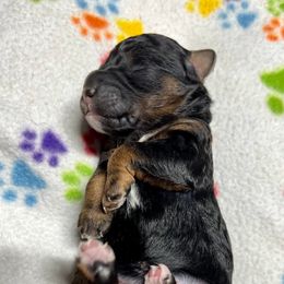 Goldendoodle and Poodle Puppies from SnickerDoodlePups