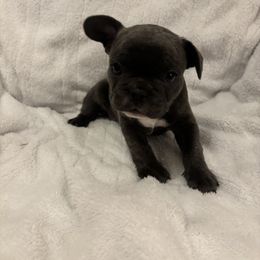 French Bulldog Puppies from Wyo frenchies