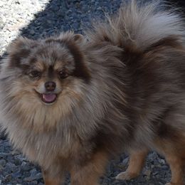 Reya - Pomeranian
