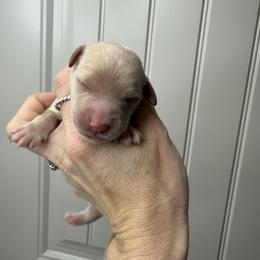 Girl 2 - Cream female Goldendoodle puppy in Fayetteville, Arkansas from Silver Hill Farm