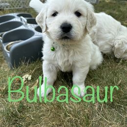 Golden Retriever Puppies from English Creams of Morningstar