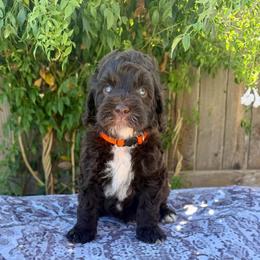 Espresso - Chocolate male Labradoodle puppy in Clovis, California from Delta Doodless