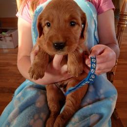 Blue - Dark golden male Golden Retriever puppy in Lanesboro, Minnesota from Eagle Ridge Golden Retrievers
