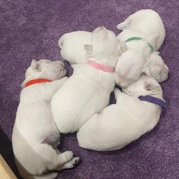 West Highland White Terrier puppies from Ravens Nest Westies