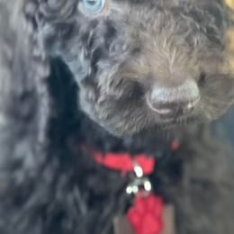 Goldendoodles from Heartland Doodles LLC