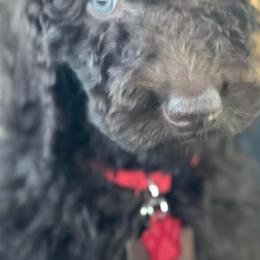 Goldendoodles from Heartland Doodles LLC