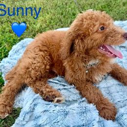 Sunny - Apricot male Poodle puppy in Bristow, Oklahoma from Green Country Poodle Doodle LLC