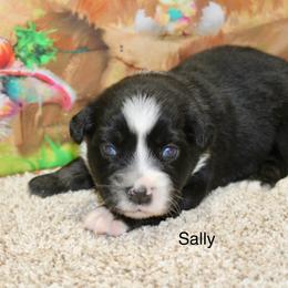 Sally - Black tri female Miniature Australian Shepherd puppy in Ronan, Montana from Dirt Road Aussie’s of Montana