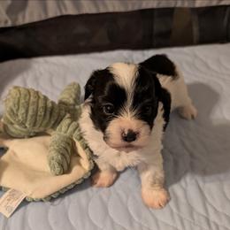 Boy1 - Black and white male Havanese puppy in Anderson, South Carolina from Moe's Goldens and HavAntics