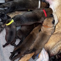 Girl 3 - Belgian Malinois puppy from Maricopa Malinois