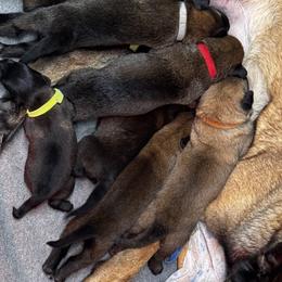 Girl 3 - Belgian Malinois puppy from Maricopa Malinois