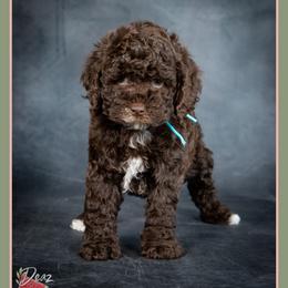 Treat - Brown and white male Cockapoo puppy in Connersville, Indiana from Deaz Doodle Ranch