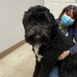 Bernedoodles from Doodle Dogs KY