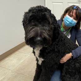 Bernedoodles from Doodle Dogs KY