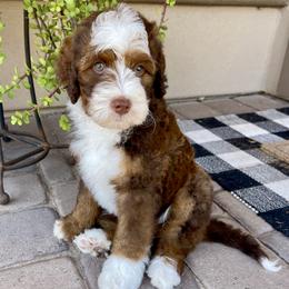 Chilli - Tri-color male Bernedoodle puppy in Superior, Arizona from Mountain Bridge Doodles