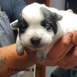 Full mask - Blue speckled female Australian Cattle Dog puppy in Lenoir, North Carolina from Blue Coyote Ranch