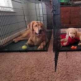 Golden Retriever Puppies from Arkansas River Golden Retrievers