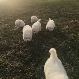 Border Collie and Maremma Sheepdog Puppies from 2J 2K Border Collies & Maremma Sheepdogs