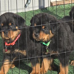 Red boy - Black and mahogany Rottweiler puppy in Lebanon, Oregon from SOUTH SANTIAM ROTTWEILERS