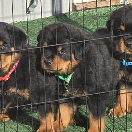 Red boy - Black and mahogany Rottweiler puppy in Lebanon, Oregon from SOUTH SANTIAM ROTTWEILERS
