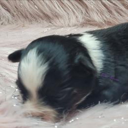 Raine - Black tri female Miniature Australian Shepherd puppy in Deer Park, Washington from Rodeo Aussies