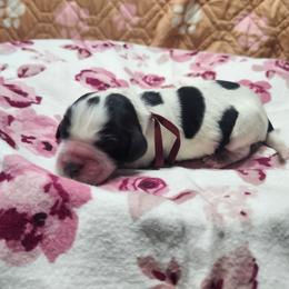 Hershey's - Black and white female English Springer Spaniel puppy in Westover, Maryland from Sterling's springer Haven