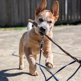 Australian Cattle Dog puppies from RedHorizon AKC Australian Cattle Dogs (Heelers)