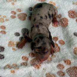 Snickers - Dapple female Dachshund puppy in Hawley, Texas from Foxy’s Dachshunds & Toy Aussies